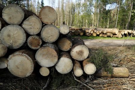 Logged trees are seen after logging at one of the last primeval forests in Europe, Bialowieza forest, Poland August 29, 2017. REUTERS/Kacper Pempel