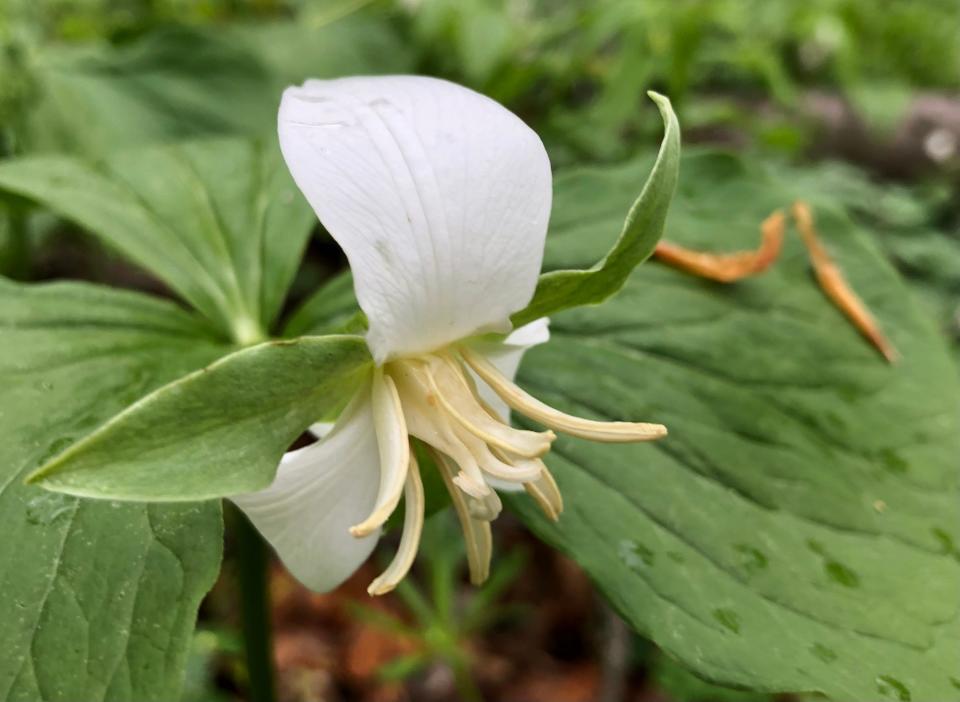 A few nodding trilliums are blooming at Bendix Woods County Park in New Carlisle, seen here on April 23, 2023.