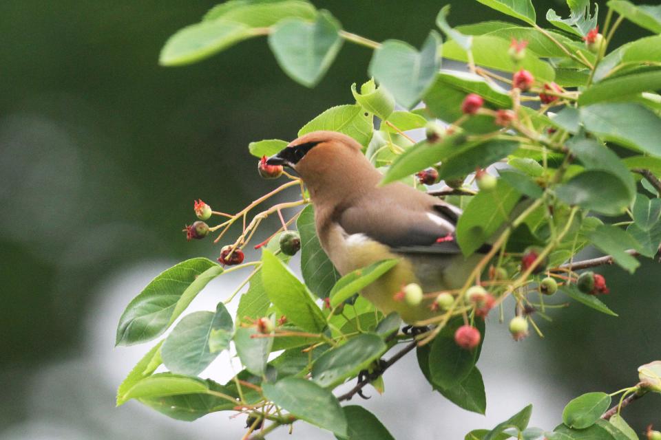 A cedar waxwing enjoys ripening native serviceberries, a safe substitute for deadly nandina berries.