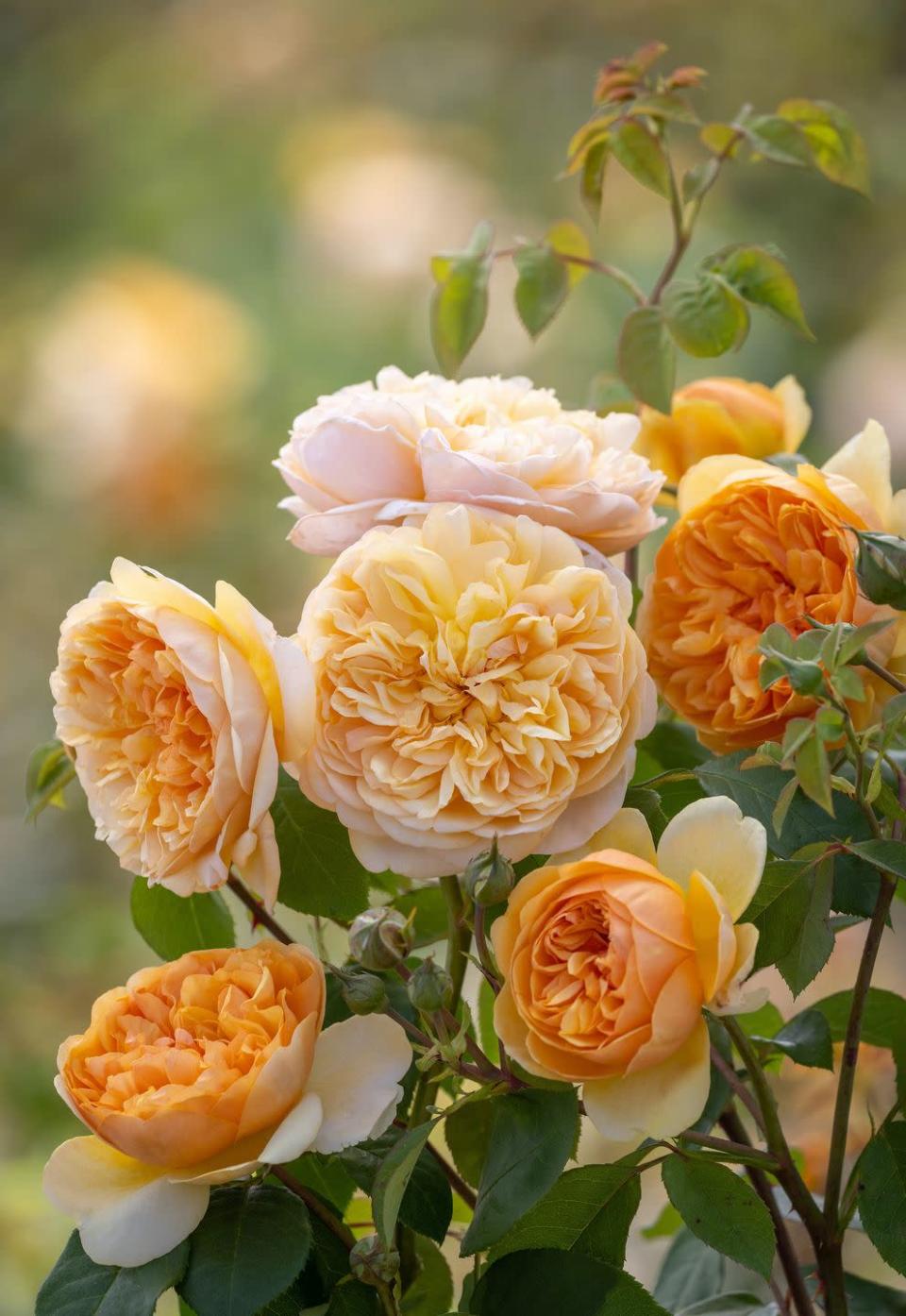 <p>An ideal shrub for a mixed border, but it also works well in a pot. Highly disease resistant, hardy, and will tolerate shade.</p><p>• <a href="https://www.davidaustinroses.com/" rel="nofollow noopener" target="_blank" data-ylk="slk:David Austin Roses" class="link ">David Austin Roses</a></p>