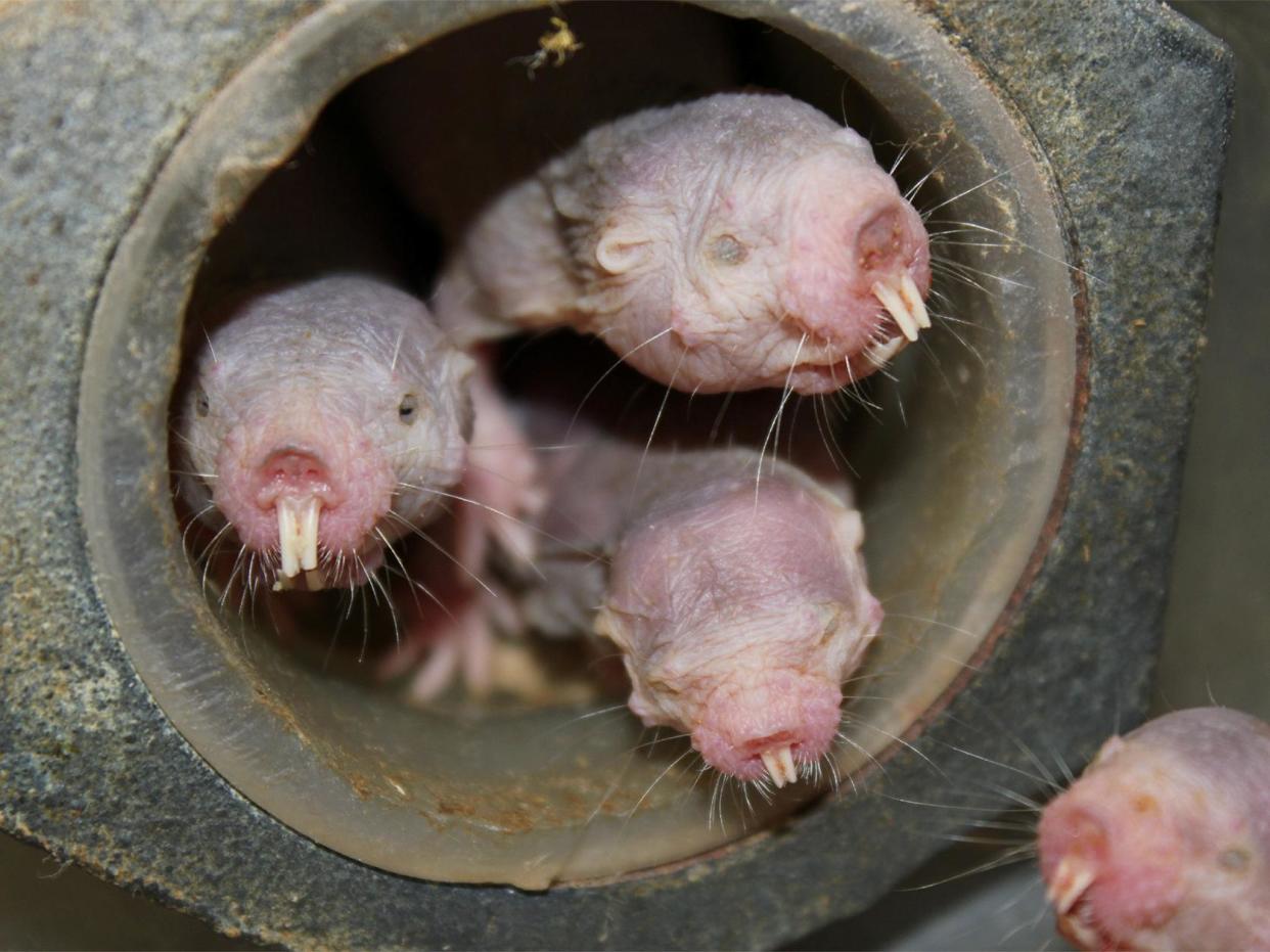 Naked mole-rats don't get cancer, don't feel pain and don't have warm blood like other mammals. They also don't need very much oxygen to live, per a new study in the journal Science: Thomas Park/UIC/Reuters