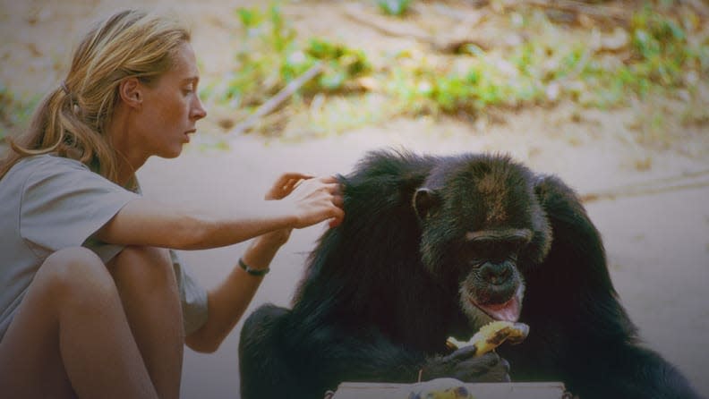 Watch decades of unseen footage of Jane Goodall and her jungle research.