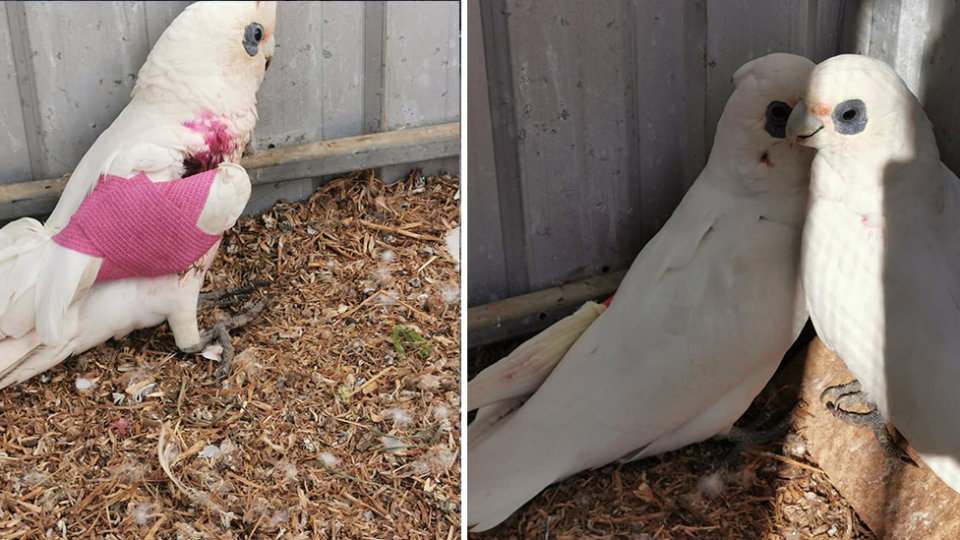 Split screen. Left - A corella in care with its wing bandaged. Right - Two corellas huddled together in care.