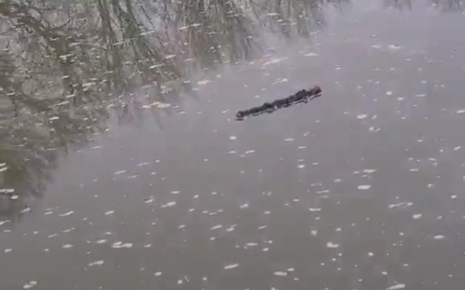 The water appeared murky and dirty on Wednesday morning (Supplied)