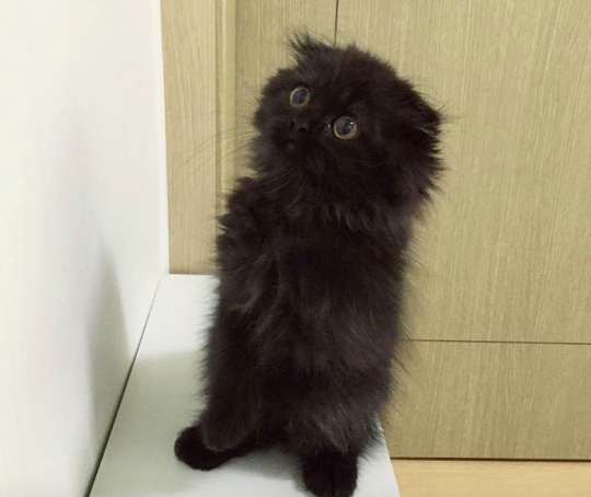 This Adorable Cat Has The Biggest Eyes You Have Ever Seen