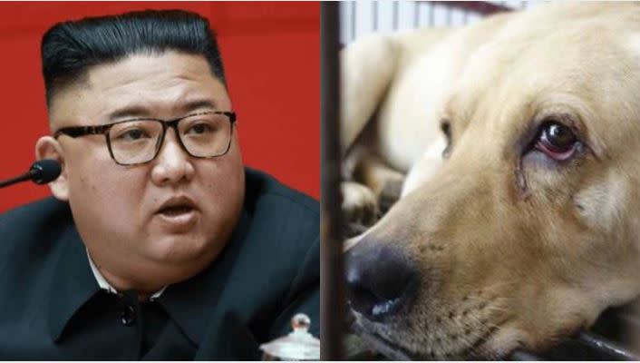 金正恩近日因寵物犬鬧上國際新聞版面。（組合圖／資料照）