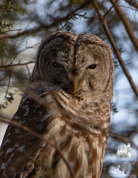 Barred Owl photograph by Kevin Daniel Talbot