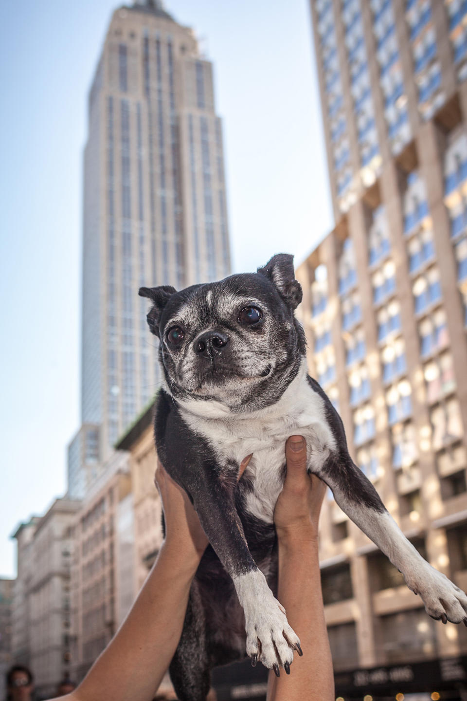 <p>Normalerweise mögen Kalifornier die Stadt, die niemals schläft, nicht so gern – vielleicht zeigt sich dieser Vierbeiner aus Los Angeles deshalb auch wenig beeindruckt vom Empire State Building. </p>