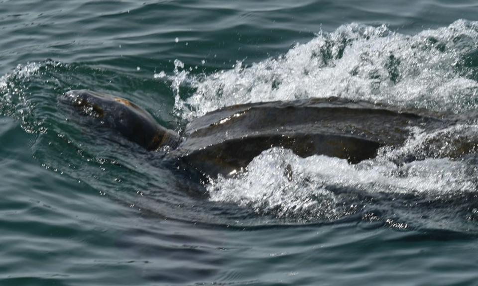 Dion said leatherbacks only surface for a few short seconds, making them tough to spot.