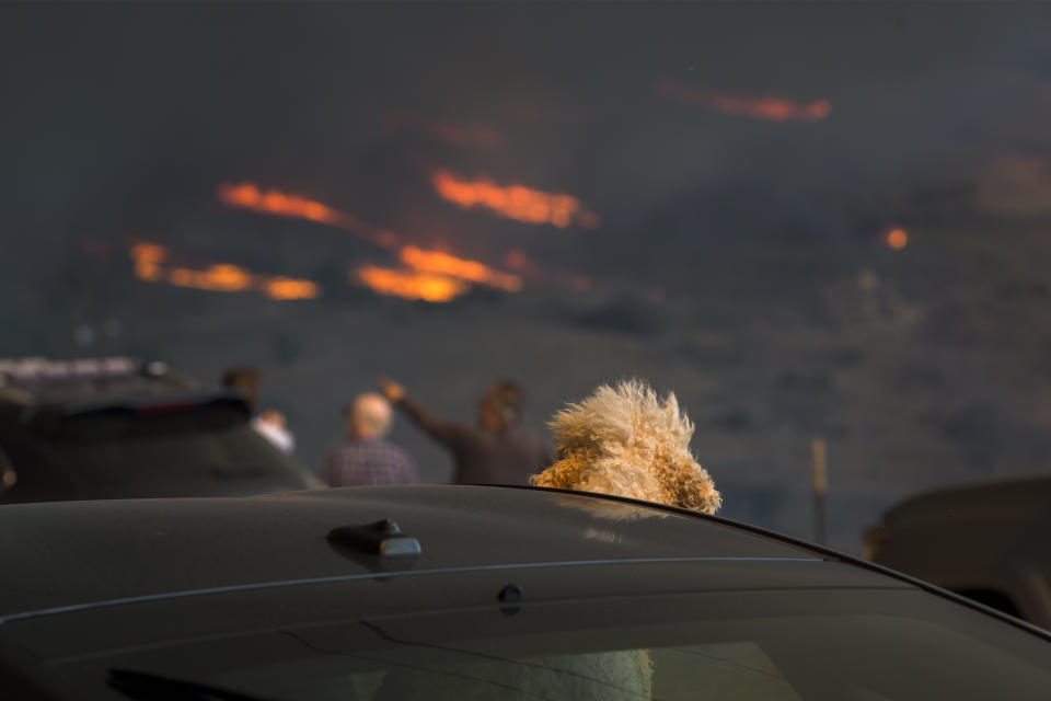 Animal survivors of the California fires