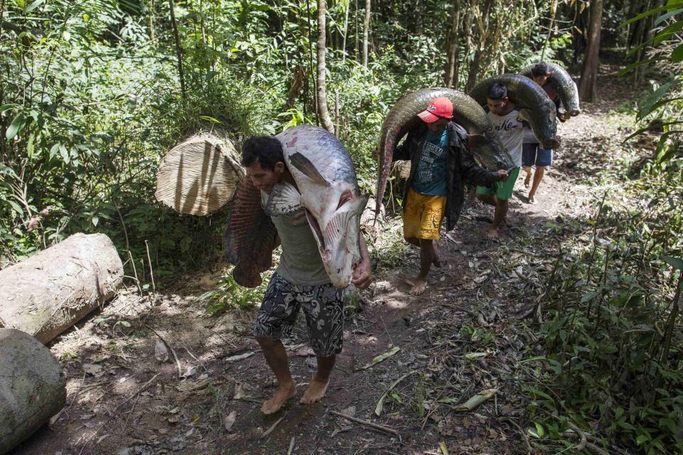 Villagers carry part of their catch of arapaima after fishing in a branch of the Solimoes river