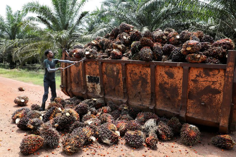 FILE PHOTO: Worker loads palm oil fruit bunches at a plantation in Slim River, Malaysia