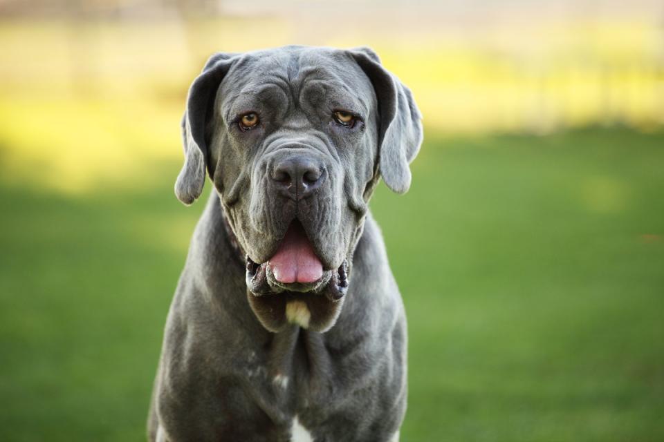 <p>With a droopy face and a tendency to drool, Mastinos may look a little dopey (just think of Hagrid's dog Fang in the <em>Harry Potter</em> movies) but they're really designed to be protective guard dogs. Not for novice pet owners, this 150-pound canine is both massive and powerful. </p>