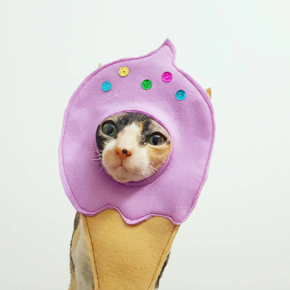 <a href="https://www.etsy.com/listing/502196483/ice-cream-cone-your-cat-costume-hat-for" target="_blank">Get it here</a>.&nbsp;