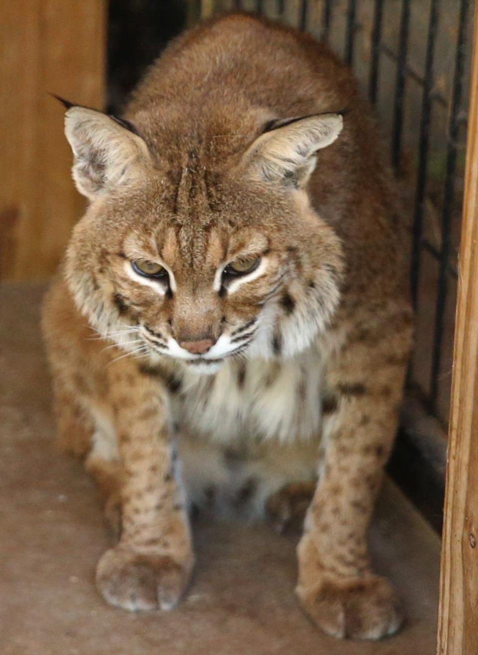 Nala, a North American bobcat, peers out from her cage at the San Angelo Nature Center on Friday, July 8, 2022.