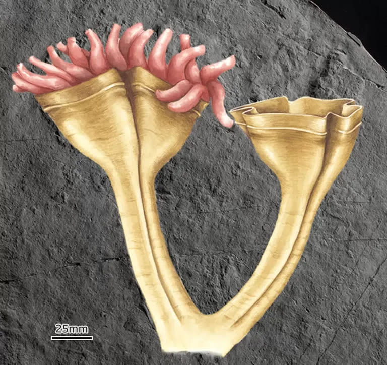 Así se veía la Auroralumina attenboroughii hace 560 millones de años.