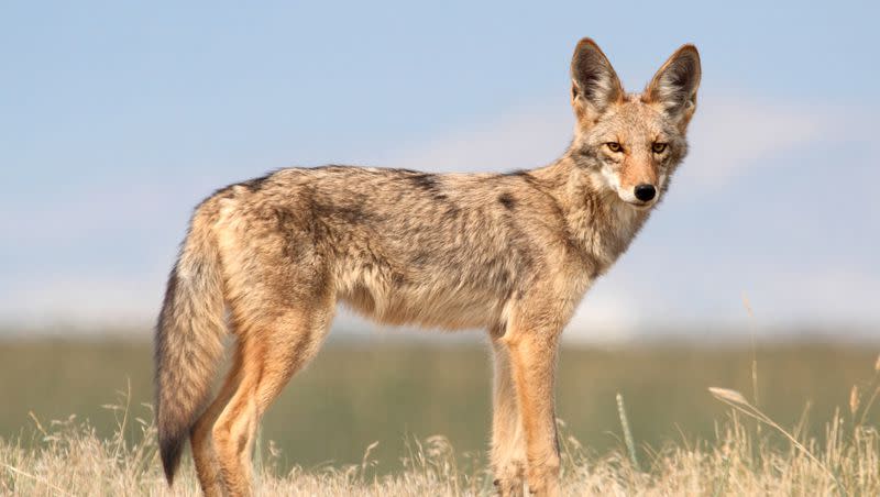 An interaction between a South Carolina man and a wild coyote resulted in the coyote being dropped in a dumpster.