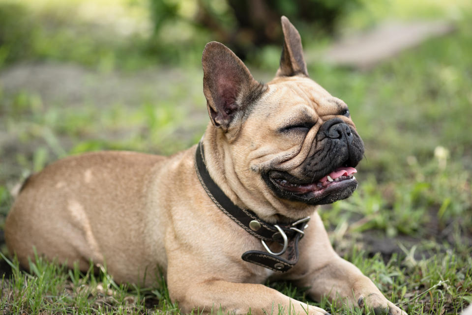 Los animales con caras planas tienen un mayor riesgo de sufrir un golpe de calor. (Foto: Getty)