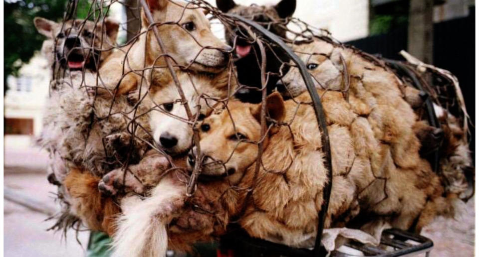 Los perros del festival de Yulin están en muy malas condiciones y proceden del mercado ilegal. (Crédito: Twitter/@DogYulin)