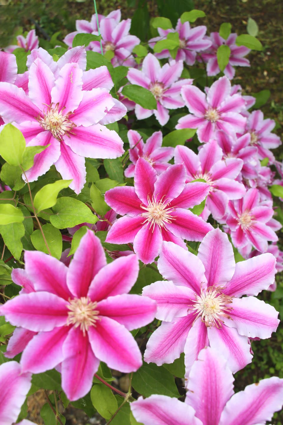 <p>Many different kinds of clematis are available; some bloom in spring, some in the fall. And some types bloom all season long. The flowers come in every color from palest pink to deep purple. They like their heads in full sun but prefer their roots to be shaded, so plant other perennials at their base to help shelter the roots.</p><p><a class="link " href="https://www.amazon.com/Summer-Clematis-Red-Purple-Flowers-Gallon/dp/B01BXXW1OA/ref=sr_1_2?dchild=1&keywords=clematis&qid=1597428607&s=lawn-garden&sr=1-2&tag=syn-yahoo-20&ascsubtag=%5Bartid%7C10050.g.1456%5Bsrc%7Cyahoo-us" rel="nofollow noopener" target="_blank" data-ylk="slk:SHOP CLEMATIS;elm:context_link;itc:0;sec:content-canvas">SHOP CLEMATIS</a></p>