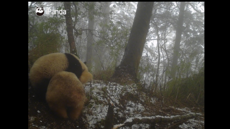 Se ve al panda albino forcejeando y posiblemente apareándose con otro panda, según las autoridades.