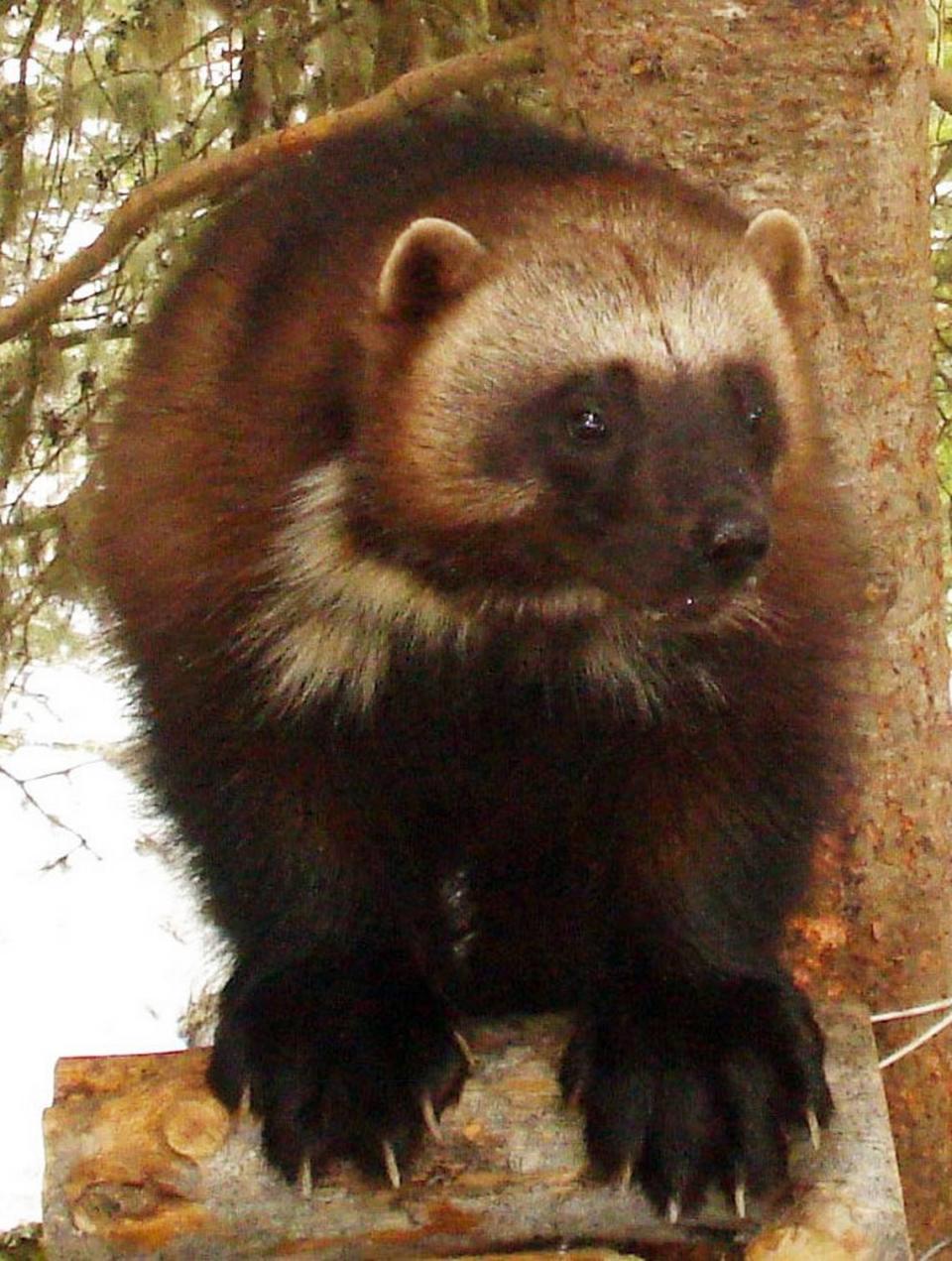 This undated image provided by the U.S. Fish and Wildlife Service shows a wolverine, a snow-loving predator sometimes called the “mountain devil.”