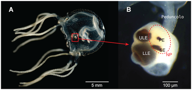 <span class="caption">The eyes of the box jellyfish. These invertebrates from near the base of the animal tree of evolution have complex eyes.</span>