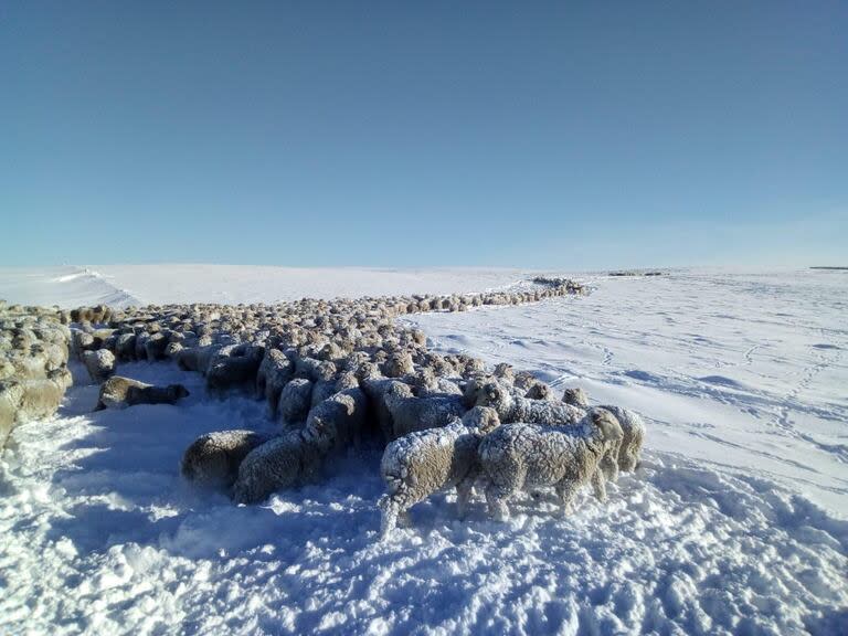 Ovejas con medio metro de nieve, en los campos de Santa Cruz.