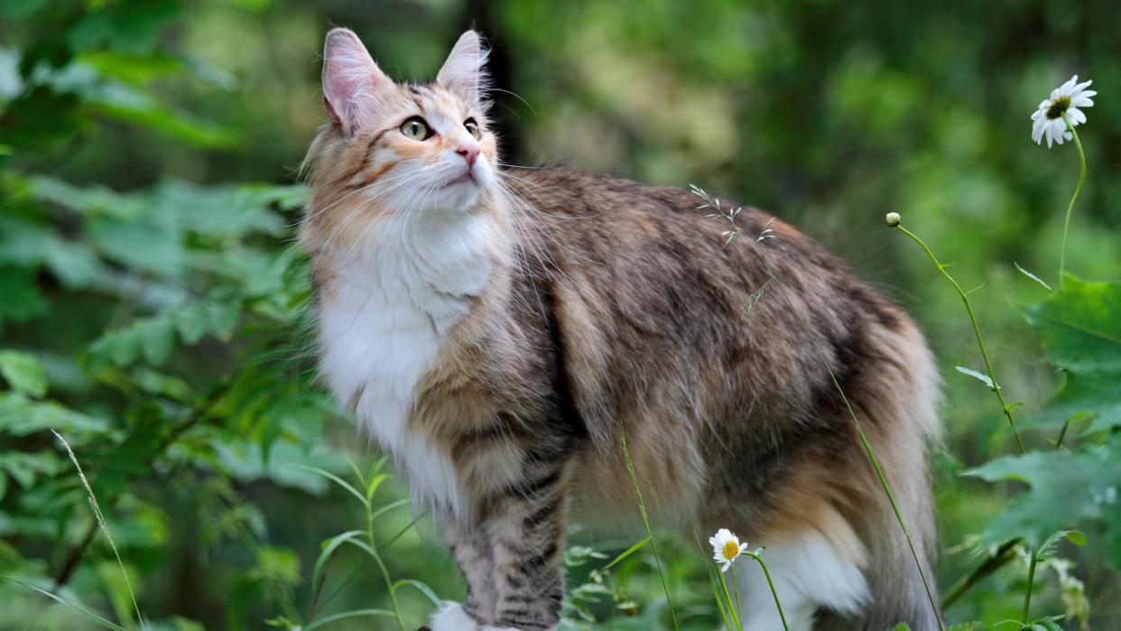 Norwegian forest cat