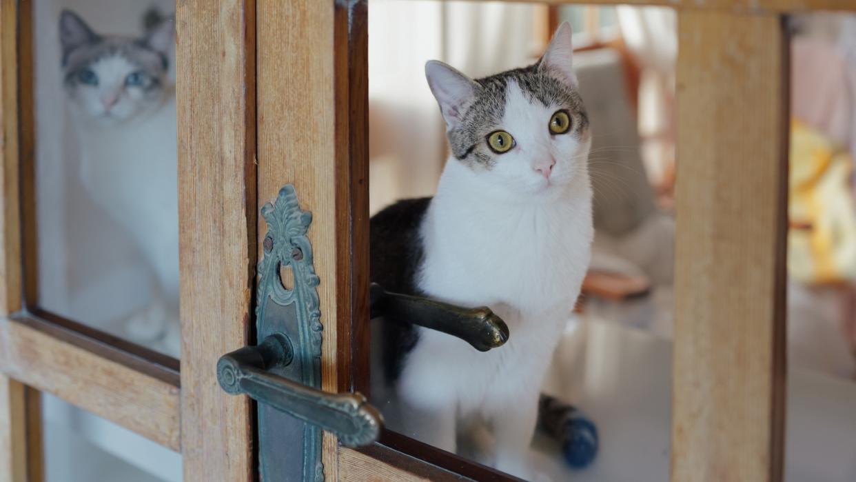  Two cats look through a glass door. 