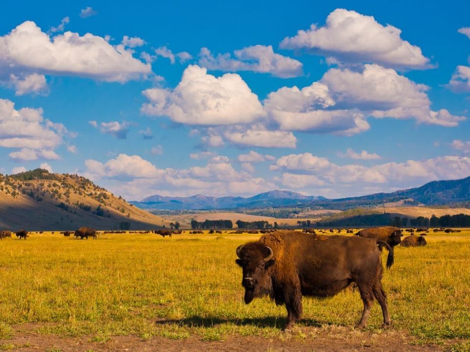 Bison roam at Yellowstone.