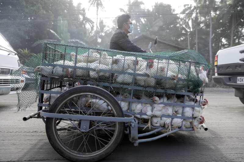 Chickens are hauled in a rickshaw as residents affected by the erupting Taal Volcano are temporarily allowed to collect their belongings and abandoned animals from their homes in Agoncillo