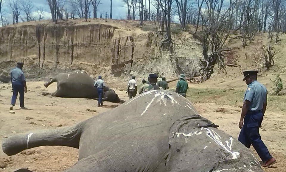 A group of elephants, believed to have been killed by poachers, lie dead at a watering hole in Zimbabwe's Hwange National Park October 26, 2015. Picture taken October 26, 2015.  REUTERS/Stringer