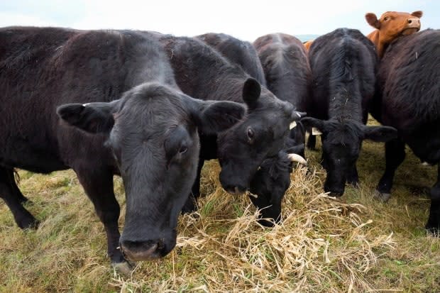 There is talk again the United States about resurrecting mandatory country-of-origin labelling for beef, a discussion that has the Canadian sector watching closely. (Jeff McIntosh/The Canadian Press - image credit)