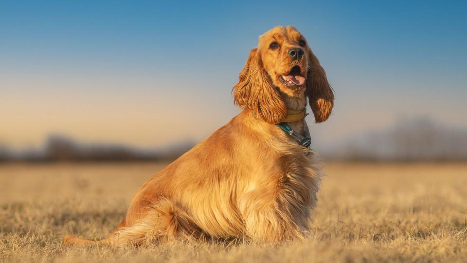 Cocker spaniel