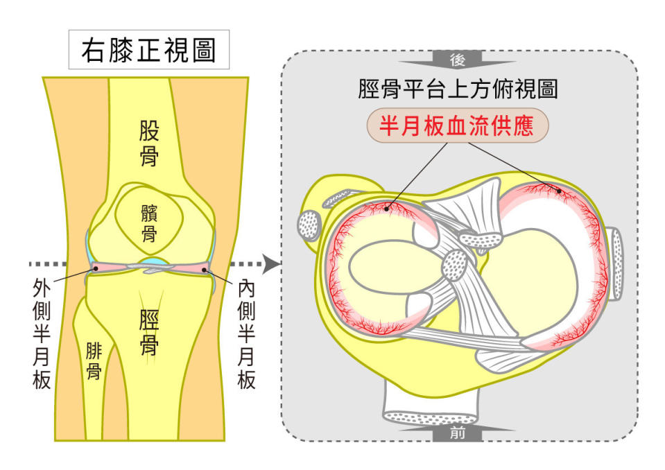 膝蓋半月板外觀呈C字型，屬於纖維軟骨組織，位於股骨與脛骨之間，每邊膝蓋皆有內外側半月板，主要功能為吸震及穩定膝關節。（圖／菁英診所提供）