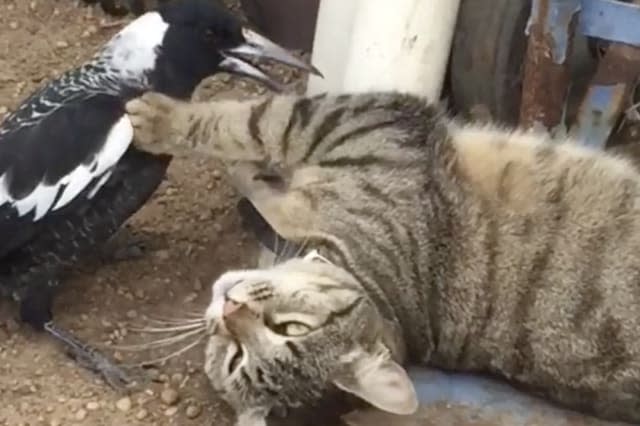 Patient Cat Tries to Tolerate Nosy Bird