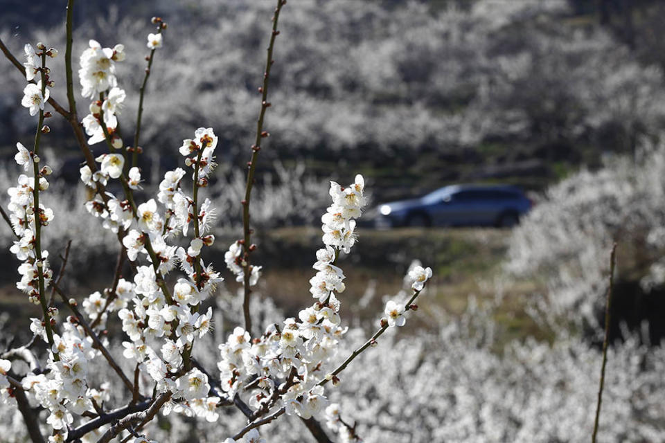 光陽梅花村（Photo by Seung-il Ryu/NurPhoto, Image Source : Getty Editorial）