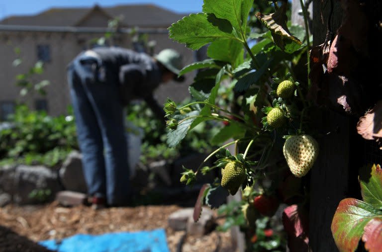 This file photo shows strawberries hanging from vines at a farm in Oakland, California, on June 25, 2009. Some 61 percent of growers in California this year report shortages of laborers, especially in labor intensive crops like grapes and vegetables, according to the California Farm Bureau Federation