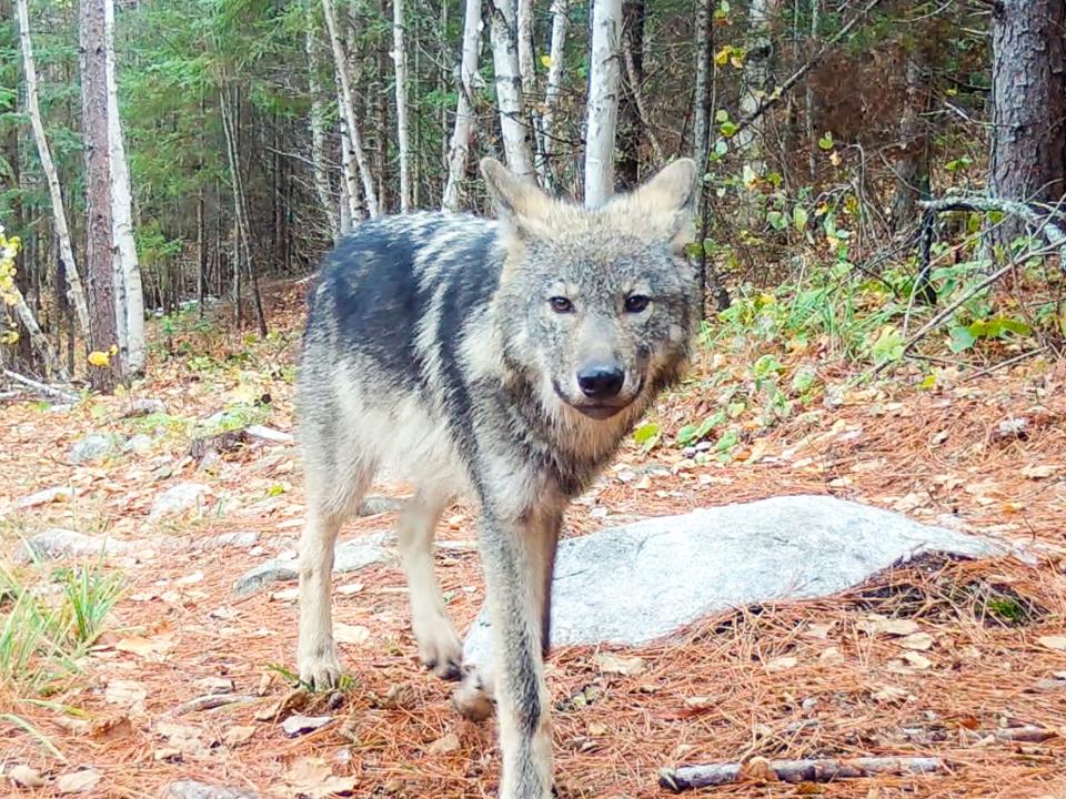 The DNR draft plan for wolf management released in November would do away with a statewide numerical population goal and instead focus on "adaptive" management objectives.