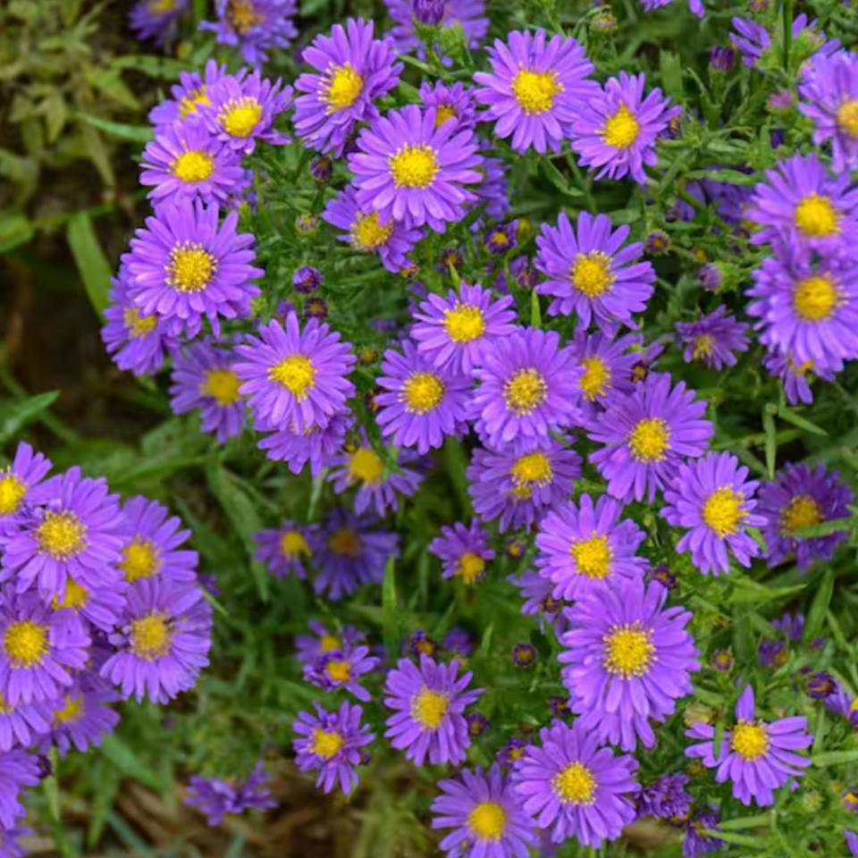 Purple asters in a bush