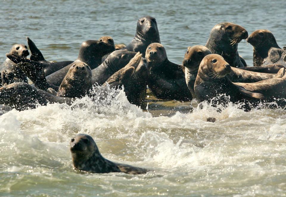 A colony of gray seals basks in the sun on a sand shelf in Chatham Harbor in Chatham, Mass., Thursday, Sept. 28, 2006. The thousands of gray seals off Chatham show the success of a federal law that protects all marine mammals, including the Cape's once-sparse seal population. But the 1972 law didn't plan any curbs once populations rebounded, and fishermen say the ubiquitous and voracious seals are destroying their businesses and there's no way to stop them. (AP Photo/Julia Cumes) ORG XMIT: BX106