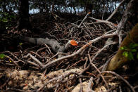 Mangroves grow on a small beach where the marine facility of the ExxonMobil PNG Limited operated Liquefied Natural Gas (LNG) plant is located at Caution Bay, located on the outskirts of Port Moresby in Papua New Guinea, November 19, 2018. Picture taken November 19, 2018. REUTERS/David Gray