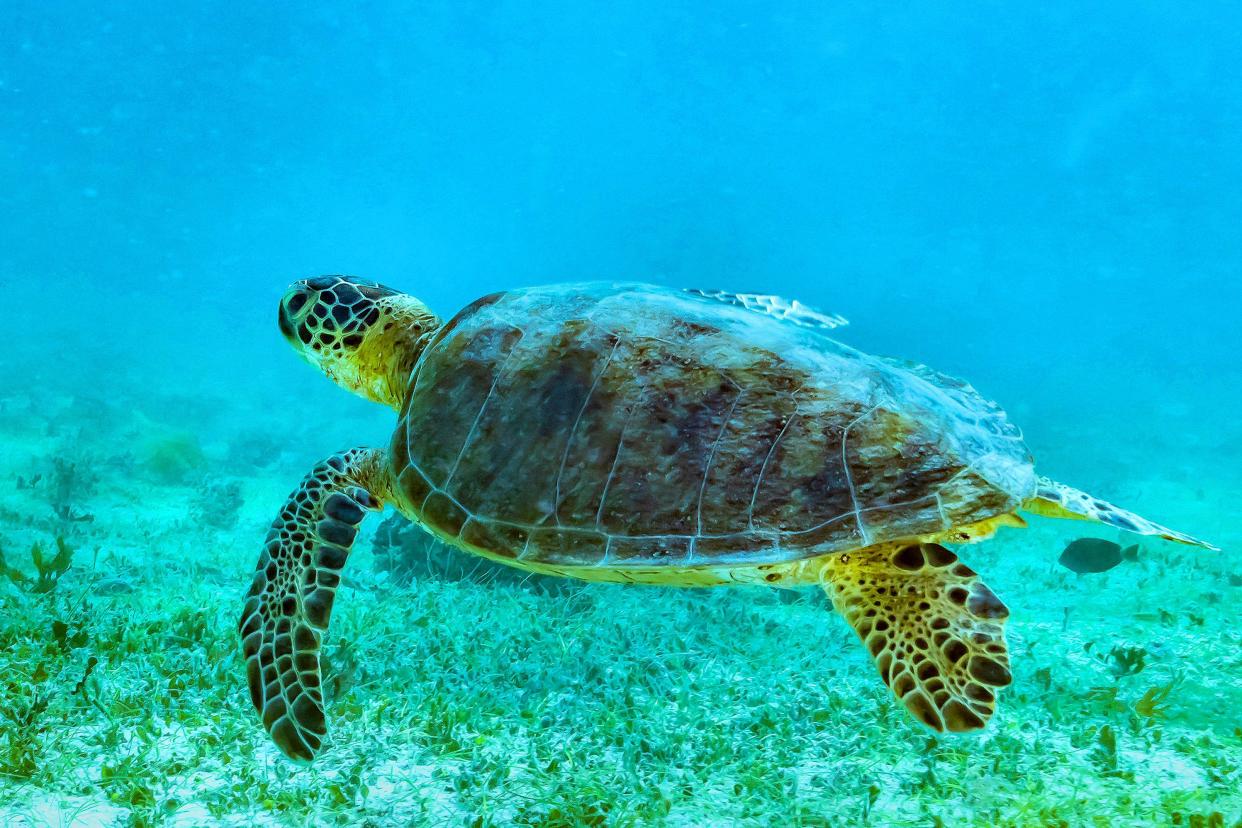 Close up of sea turtle swimming in ocean