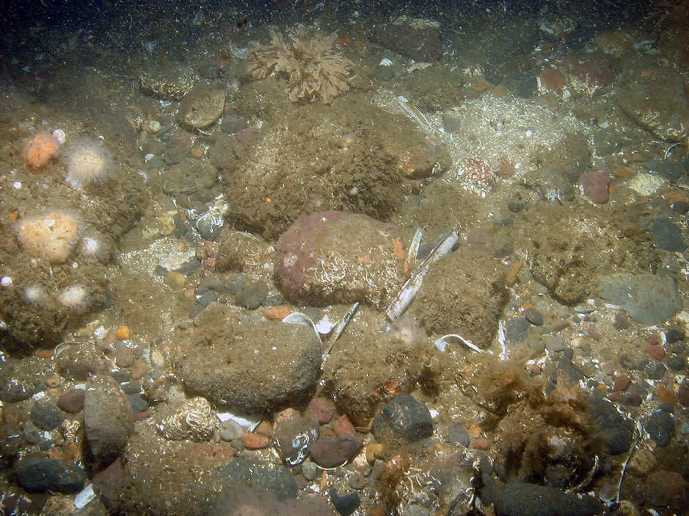 Species live among the cobbles and gravel of the seabed of the Dogger Bank 