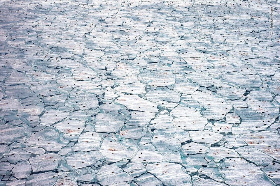 cracking field of arctic sea ice peppered with distant seals and smears of blood