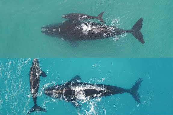 Maybeline and her calf on July 2 (top) and August 31 (bottom). Maybeline lost 40 cm (16 inches) in width while her calf gained 1.53 metres (5 foot) in length.