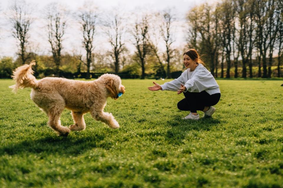 Dog running towards young woman while playing fetch at a dog run (Photo: Getty Images)