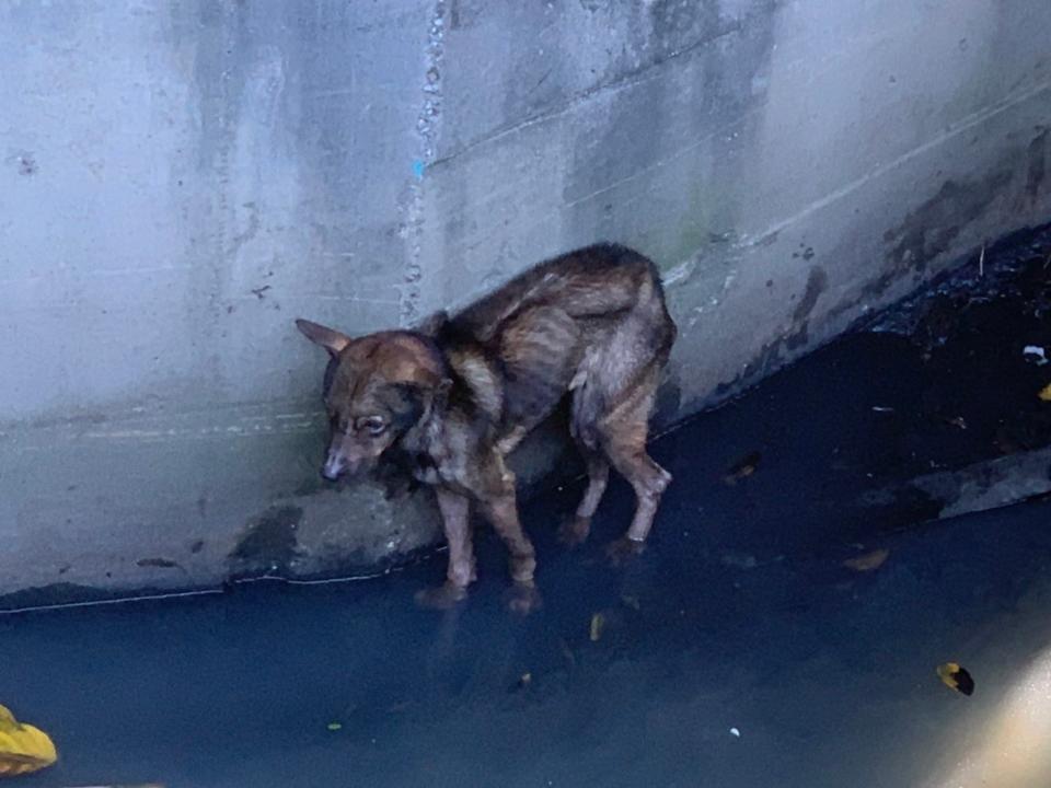 瘦可見骨的棕毛浪犬受困大排水圳的陡峭壁面下，非常可憐。   圖：新北市動保處提供