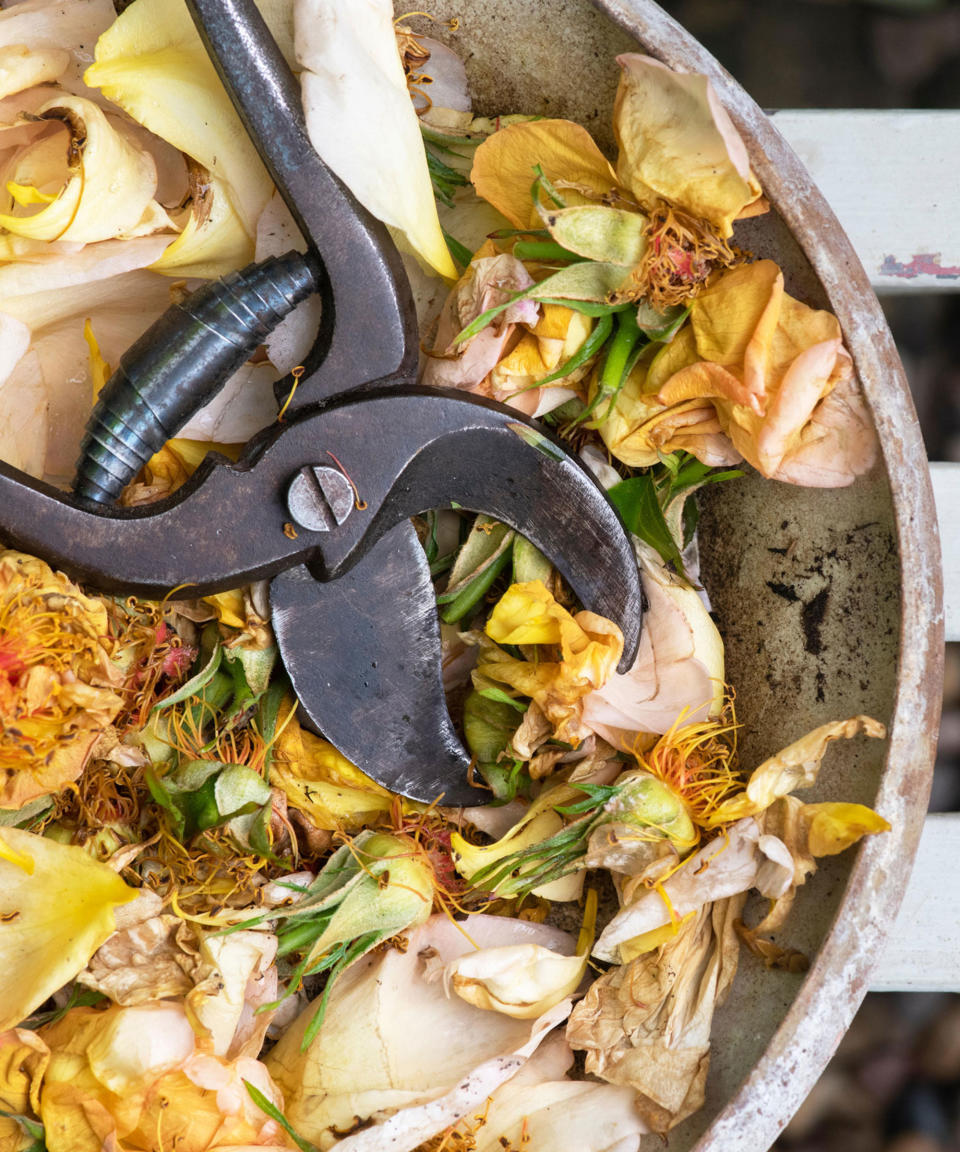 secateurs and dead flower heads